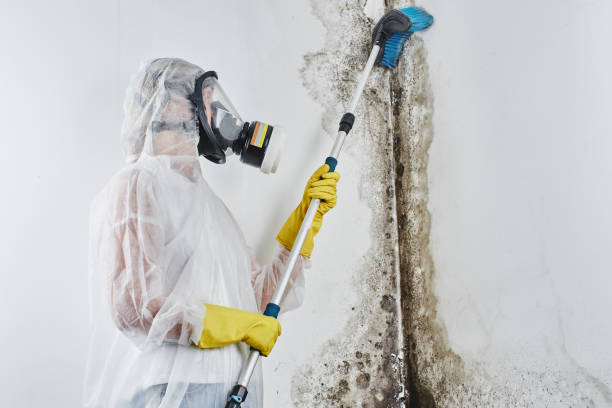 Best Attic Mold Removal  in East Lansdowne, PA