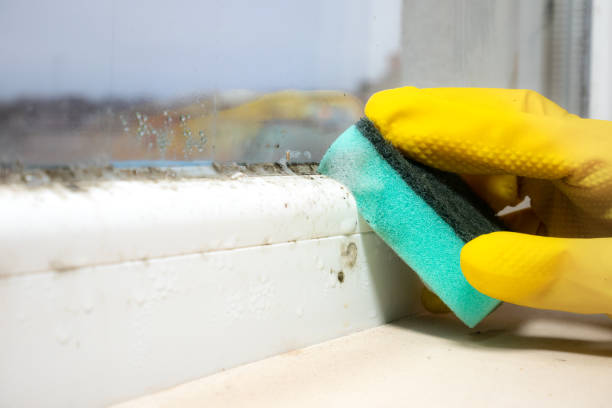Best Emergency Mold Removal  in East Lansdowne, PA
