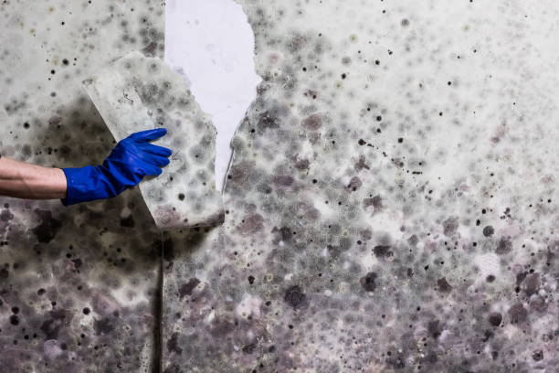 Best Office Mold Removal Services  in East Lansdowne, PA