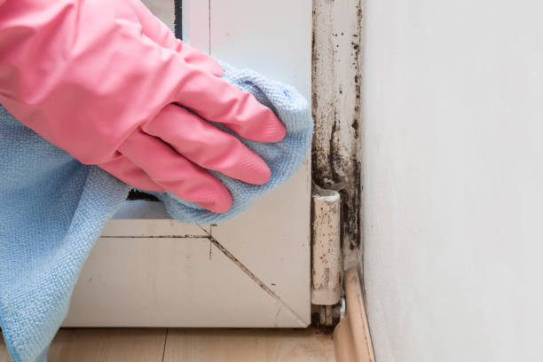 Certified Mold Removal in East Lansdowne, PA